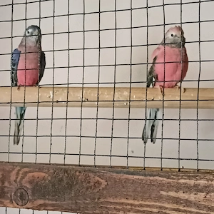 Bourksittiche (Paar) aus Platzmangel abzugeben