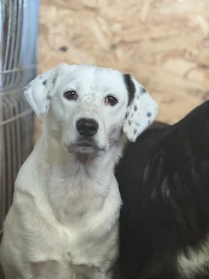 Moonlight ca. 47 cm   die Hübsche