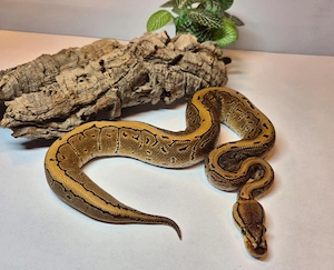 1.0 (Male) Königspython Pinstripe 