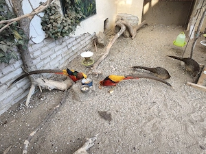 verkaufe 2 rote Goldfasanen Hähnchen und 2 Nennen 