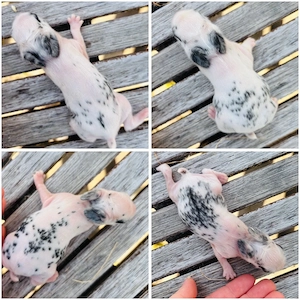 Seltene Dalmatiner Hotot Zwergkaninchen