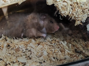 Goldhamster Abzugeben 