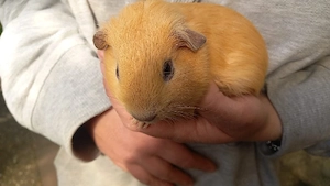 Meerschweinchen Böckchen 