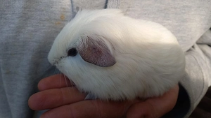 Meerschweinchen Böckchen 