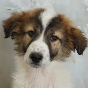 Vera, geb. ca. 12 2025, lebt in GRIECHENLAND, auf einer privaten Pflegestelle