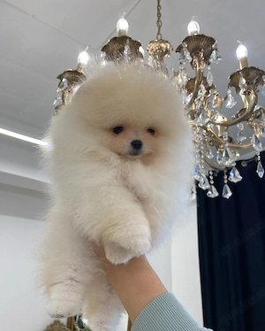 Superniedliche und gesunde Pomeranian-Welpen