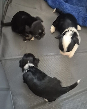 Bolonka Zwetna Welpen 