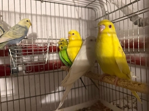Wellensittiche aus Hobbyzucht abzugeben