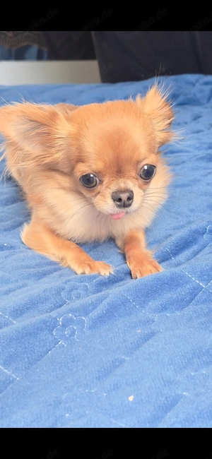 Chihuahua Hündin mit Ahnentafel sucht liebevolles Zuhause