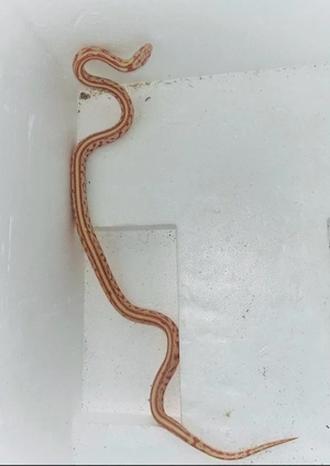 1.1 Jungle Corn "Imperial Pastel"   Wunderschönes Hybrid-Paar (Kornnatter x Cali King) Bild 4