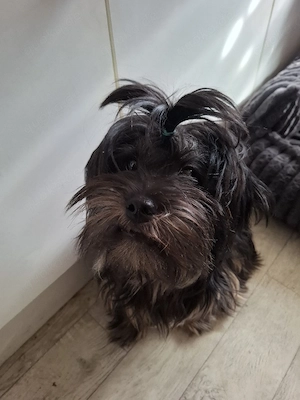 verkaufe shitzu mix hündin 