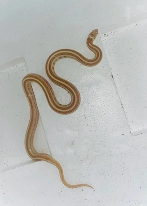 1.1 Jungle Corn "Imperial Pastel"   Wunderschönes Hybrid-Paar (Kornnatter x Cali King) Bild 3