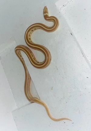1.1 Jungle Corn "Imperial Pastel"   Wunderschönes Hybrid-Paar (Kornnatter x Cali King) Bild 2
