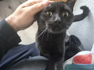 Liebevoller Kater BKH Mischung abgegeben 