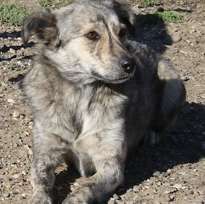 Xenia ca. 45 cm   Die Auffällige