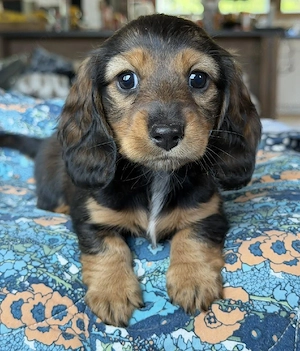 Dackelbaby Rena 