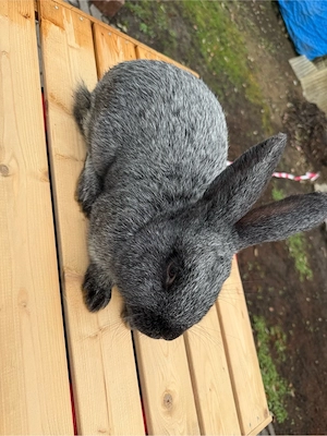 Burgunder Kaninchen (männlich)   zahm & lieb abzugeben