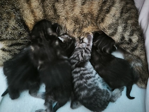 4 Katzen Babys in 10 Wochen abzug