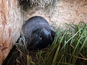 Minilop Zwergkaninchen 