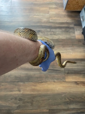 suche neus zu hause für eine Kornnatzer