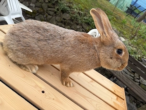 Burgunder Kaninchen (männlich