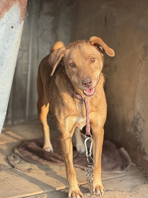 Henry P ca. 48 cm   der Sensible