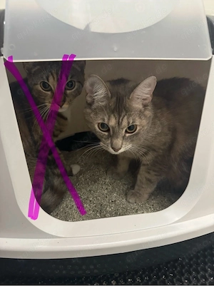 schmußige weibliche katze