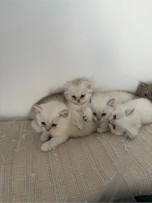 BKH-Blh Kitten suchen ein zuhause