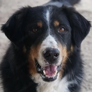 Silvan, geb. ca.02 2023, lebt in GRIECHENLAND, im städt. Tierheim Serres