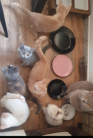 Bkh kitten abzugeben 