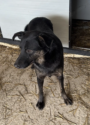 Dexter E ca. 45 cm   gibt nicht auf