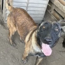 Vincent ca. 57 cm   der Einsame!