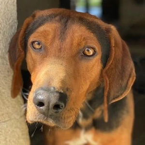 Brezel, geb. ca. 02 2024, lebt in GRIECHENLAND, im städt. Tierheim Serres