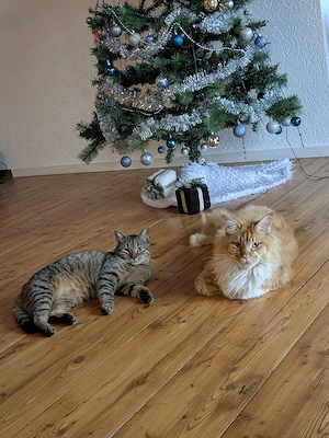 2 liebevolle Kater suchen ein Zuhause