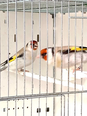 Stieglitz Major Weibchen 2024 2025