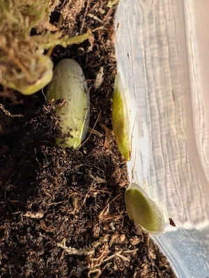 Bananenschabe Bananenschaben  Panchlora nivea