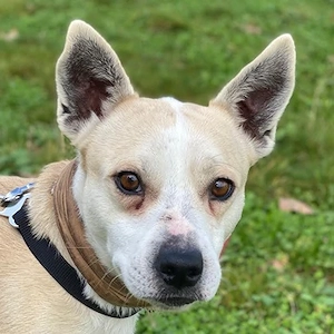 Mr. Handsome, geb. ca. 02 2025, lebt in GRIECHENLAND, auf einer privaten Pflegestelle