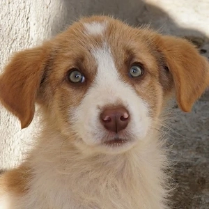 Josefine, geb. ca. 12 2025, lebt in GRIECHENLAND, im städt. Tierheim Serres