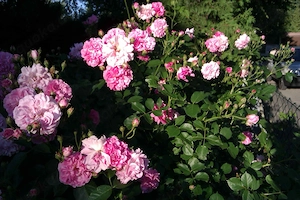Rosenableger reich blühende, gefüllte, rosa Duftsorte Bild 2