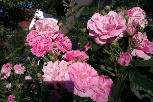 Rosenableger reich blühende, gefüllte, rosa Duftsorte Bild 5