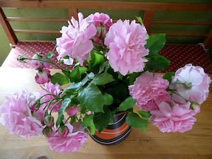 Rosenableger reich blühende, gefüllte, rosa Duftsorte Bild 4