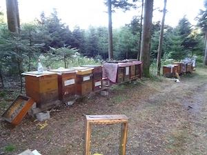 Zander Bienenvölker