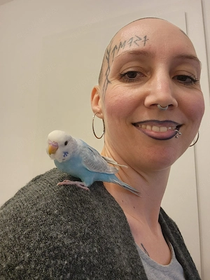 Wellensittich Babys super zahm und Menschenbezogen 