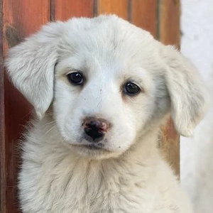 Saki, geb. ca. 03 2026 , lebt in GRIECHENLAND, auf einer privaten Pflegestelle