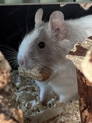 2 Degus (1 Jahr, gesund) inkl. großem Käfig & Zubehör   nur in verantwortungsvolle Hände