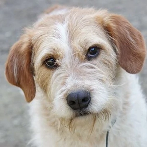 Damian, geb. ca. 01 2023, lebt in GRIECHENLAND, auf einer privaten Pflegestelle