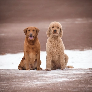 Labradoodle Welpen F1 Apricot 