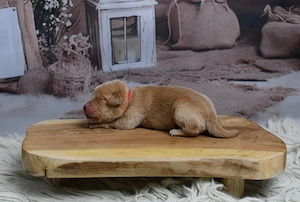 Labradoodle Welpen F1 Apricot  Bild 4