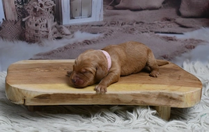 Labradoodle Welpen F1 Apricot  Bild 3