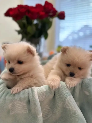 Zwergspitz-Pomeranian welpen